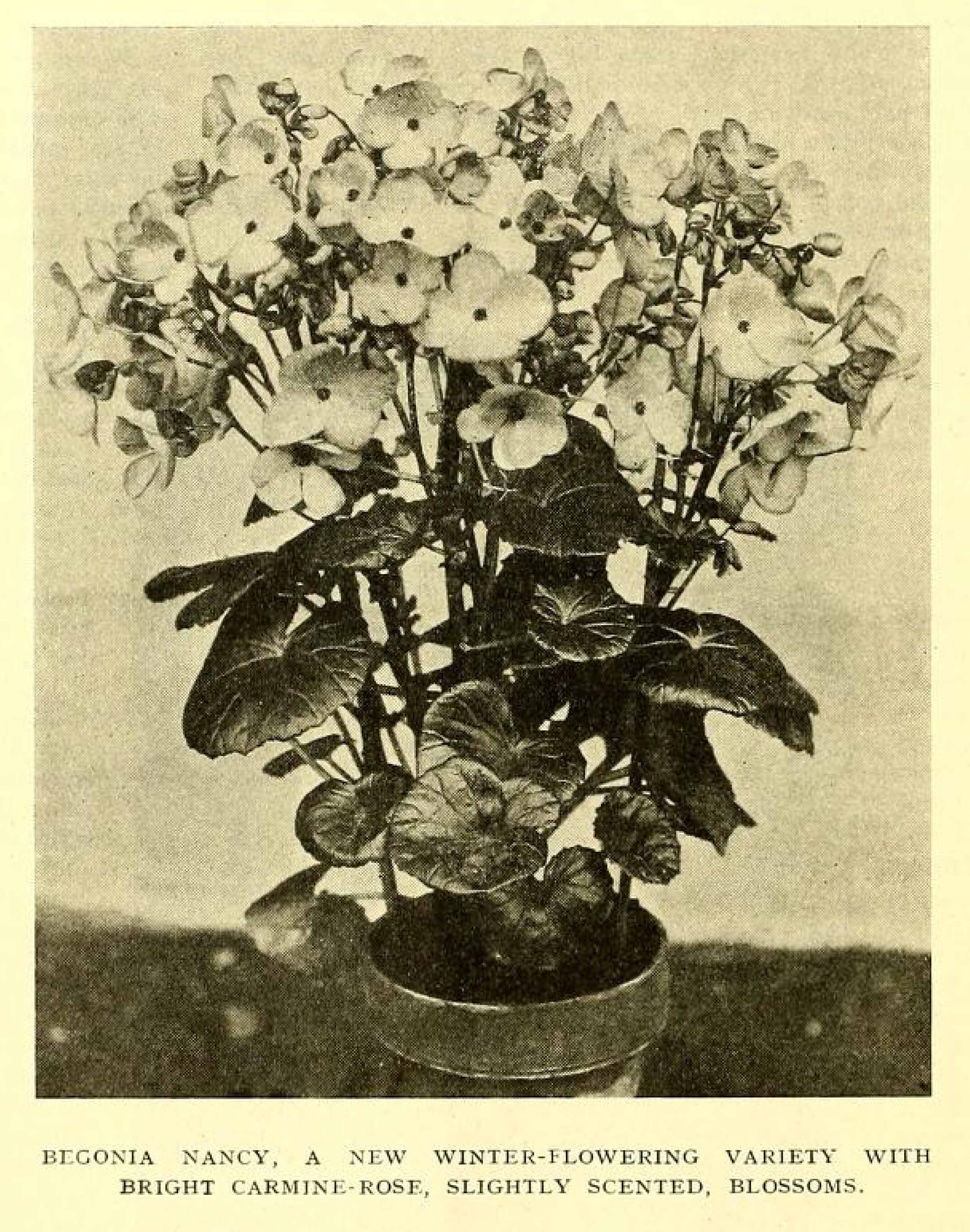 B. ‘Nancy’